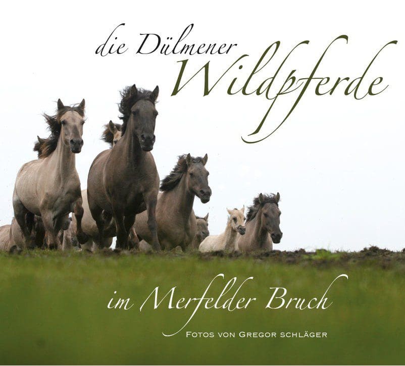 die Dülmener Wildpferde