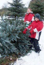 Christbaumschlagen