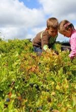 Heidelbeeren sammeln