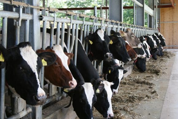 Milch zum Dumpingpreis verkaufen ? • Westfalen erleben