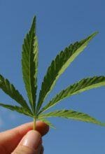 Pilotprojekte klären Anbau von Cannabis
