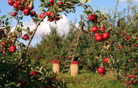 Apfelkultur im Münsterland freut den Kiepenkerl