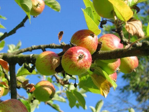 Apfelkultur im Münsterland