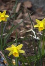Frohe Ostern