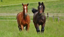 Weidegang vorbereiten: Pferde mögen’s mager
