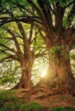 Wer im Wald spazieren geht, dem begegnet oft ein großartiges Naturerlebnis - Foto Pixabay