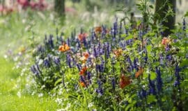 Blumenmeer - Ideen für die Gartengestaltung