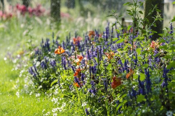 Blumenmeer - Ideen für die Gartengestaltung