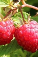 Himbeeren, Erdbeeren, Heidelbeeren