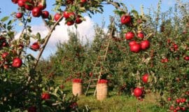 Apfelernte in NRW läuft gerade schon an