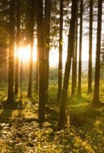 Sonnenlicht im Fichtenwald, ein seltener werdendes Bild. Ein Projekt im Naturpark Sauerland Rothaargebirge will mit alten, widerstandsfähigen Baumarten an der Waldzukunft arbeiten - Foto NPSR/Kerstin Berens