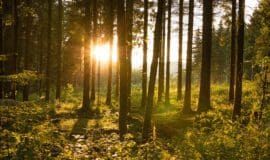 Ausgezeichnet: Projekt Mitmach-Wald