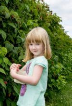 Himbeeren essen