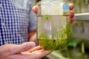 Wasserflöhe und fleischfressende Pflanzen liefern in diesem Laborglas neue wissenschaftliche Erkenntnisse - Foto RUB / Marquard
