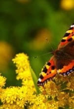 Schmettrlinge und mehr warten auf die Gäste beim 4. Sonntag der "Offenen Gärten im Ruhrbogen" - Symbolfoto Kerstin Riemer/Pixabay