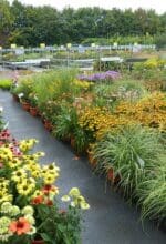 Sommerblumen
