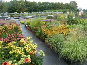 Sommerblumen