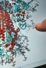 So sieht eine Furin-Spaltstelle am SARS-CoV-2-Spike-Protein aus - Foto Universität Siegen