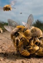 Karine Aigner: Das große Summen - Foto Karine Aigner/Wildlife Photographer of the Year
