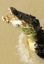 Der Fotograf Georg Krumm zeigt in seinem Multimediavortrag, ob die Salzwasserkrokodile in Australien wirklich so gefährlich sind. Foto - Krumm