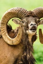 Wissenswertes über Mufflons gibt es künftig auf dem Muffeltrail in Winterberg-Züschen. 4,4 Kilometer ist er lang - mit vier Infostationen - Symbolbild von Nina auf Pixabay