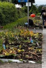 „Diesmal hat das Wetter uns einen unglaublichen Strich durch die Rechnung gemacht. Obwohl wir schon im Mai angekommen sind, haben die allermeisten Tulpen im Park die Köpfe noch nicht in den Frühlingshimmel gereckt“, sagt Thomas Bielawski, Geschäftsführer des Sauerlandparks, in der letzten Aprilwoche 2023 - Foto Sauerlandpark Hemer
