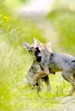 Wolfswelt
