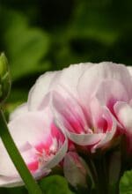 Sommerblumen