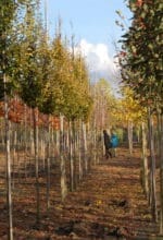 Gartenkultur