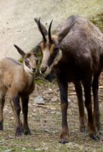 Gamsnachwuchs im Tierpark Olderdissen - Foto Jörg Buschmann