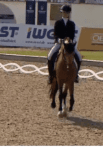 Reitsport online