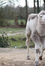 Tierpark Hamm