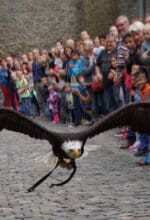 Eine Greifvogelschau findet am 16. Juli 2023 auf der Burg Altena statt. Falke, Bussard und Co. der Falknerei Pierre Schmidt zeigen ihre Flugkünste auf dem Burghof - Foto: Britta Gerstendorf / Märkischer Kreis