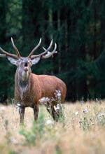 Mit etwas Glück zu hören - oder auch zu sehen bei der Abendwanderung in Meinerzhagen: der Rothirsch - Foto Guido Bloch
