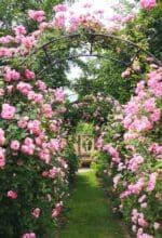 Im Sauerland natürlich gewachsene Rosen sind die Attraktion bei Rosenbogen Heidrich. Hier Rosenbögen mit Raubritter Strauchrosen - Foto Rosenbogen Heidrich