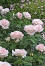Sommerduft