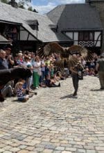 Flugkünste von Greifvögeln gehören bei der Greifvogelschau mit der Falknerei Pierre Schmidt am 28. Juli auf Burg Altena zum Programm - Foto Britta Gerstendorf / Märkischer Kreis