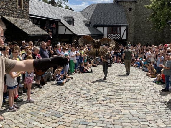 Flugkünste von Greifvögeln gehören bei der Greifvogelschau mit der Falknerei Pierre Schmidt am 28. Juli auf Burg Altena zum Programm - Foto Britta Gerstendorf / Märkischer Kreis