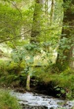 Naturbelassene alte Laubwälder gibt es in Westfalen zahlreich - Foto LWL