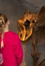 Im Sauerland-Museum in Arnsberg werden im November besondere Erkundungen angeboten. Mit der Taschenlampe geht es auf Höhlenbär-Spuren durch eine dunkle Steinzeithöhle - Foto Julia Gehrmann
