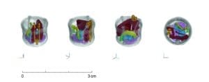 Der nachbearbeitete Datensatz der Neutronen-CT macht den inneren Mechanismus des Schlosses sichtbar: Rahmen mit Feder (rot), Riegel (blau), abgebrochene Riegelführung (gelb), Dorn für den Schlüssel (grün), Bodenplatte (lila) und eingestecktes Kettenendglied (orange) - Fotos Paul-Scherrer-Institut/Villigen (Schweiz) / David Mannes; Montage: LWL/Corinna Hildebrand
