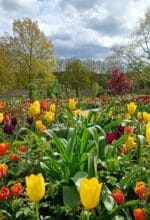 Tulpenblüte