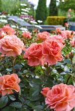 Neue Rosen
