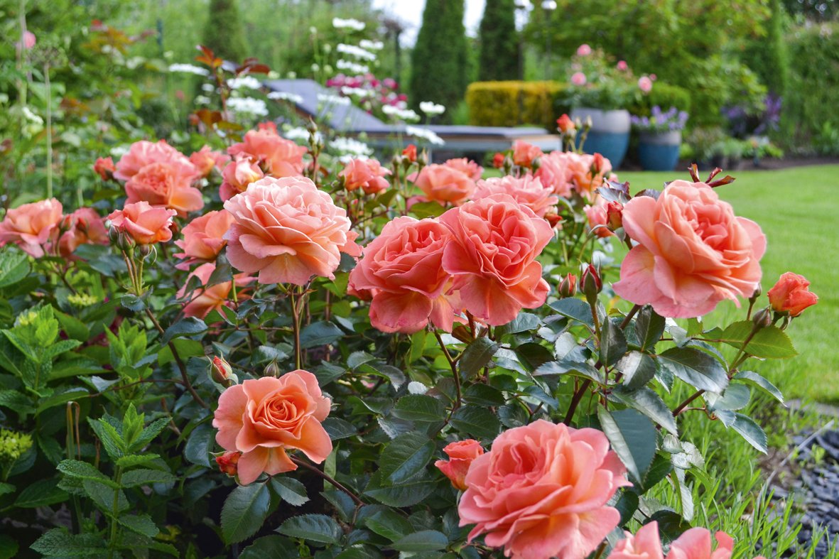 Neue Rosen