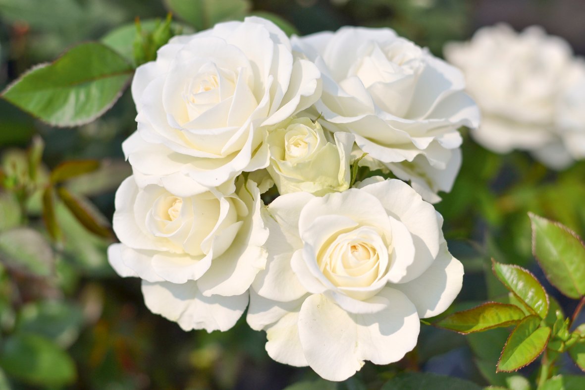 Weiße Rose