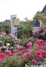 Im Garten der Poesie gibt es nicht nur Rosenbeete. Auf drehbaren Holzwürfeln ist Rosenpoesie zu lesen. Tipp vom Rosenverein: "Lassen Sie sich von der Poesie, der Farbe Purpur und dem Duft der Rosen verzaubern und vielleicht auch zu ein paar Zeilen Rosenpoesie inspirieren" - Foto Rosenverein Assinghausen