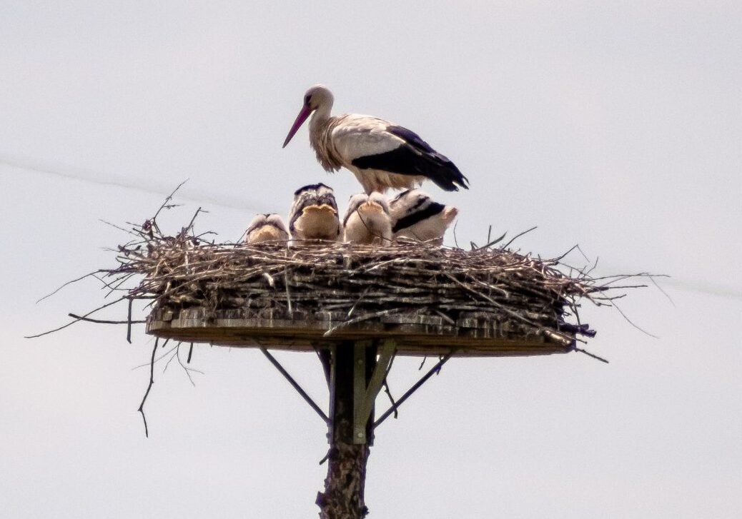 Für alle, die nachzählen wollen: Vier Jungstörche sitzen im Nest über den Ruhrwiesen in Bochum-Stiepel - Foto Lutz Leitmann/Stadt Bochum