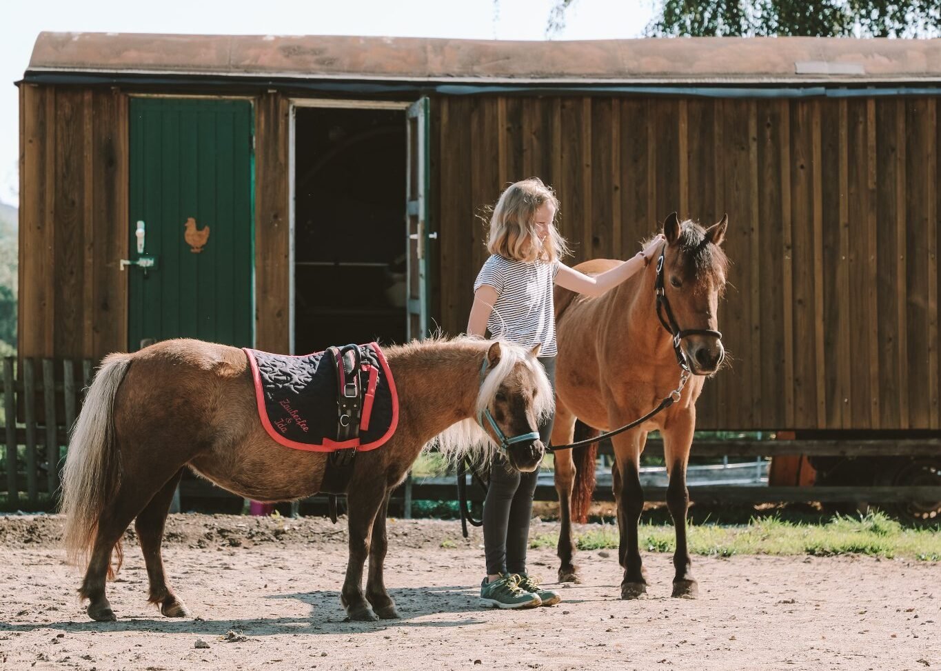 Auf dem Hof wohnen zwei Minishettys, drei Shettys, drei Pferde, Katzen, Hühner, Kamerunschafe, Schweine und Hasen. Jeden Morgen dürfen die Kinder beim Füttern aller Tiere helfen – Foto Birkenhof