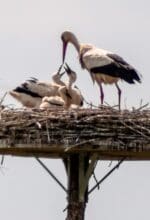 Vier Jungstörche sitzen am 3. Juni 2025 mit einem Elternteil im Nest auf einem Pfahl in den Ruhrwiesen in Bochum-Stiepel - Foto Lutz Leitmann/Stadt Bochum