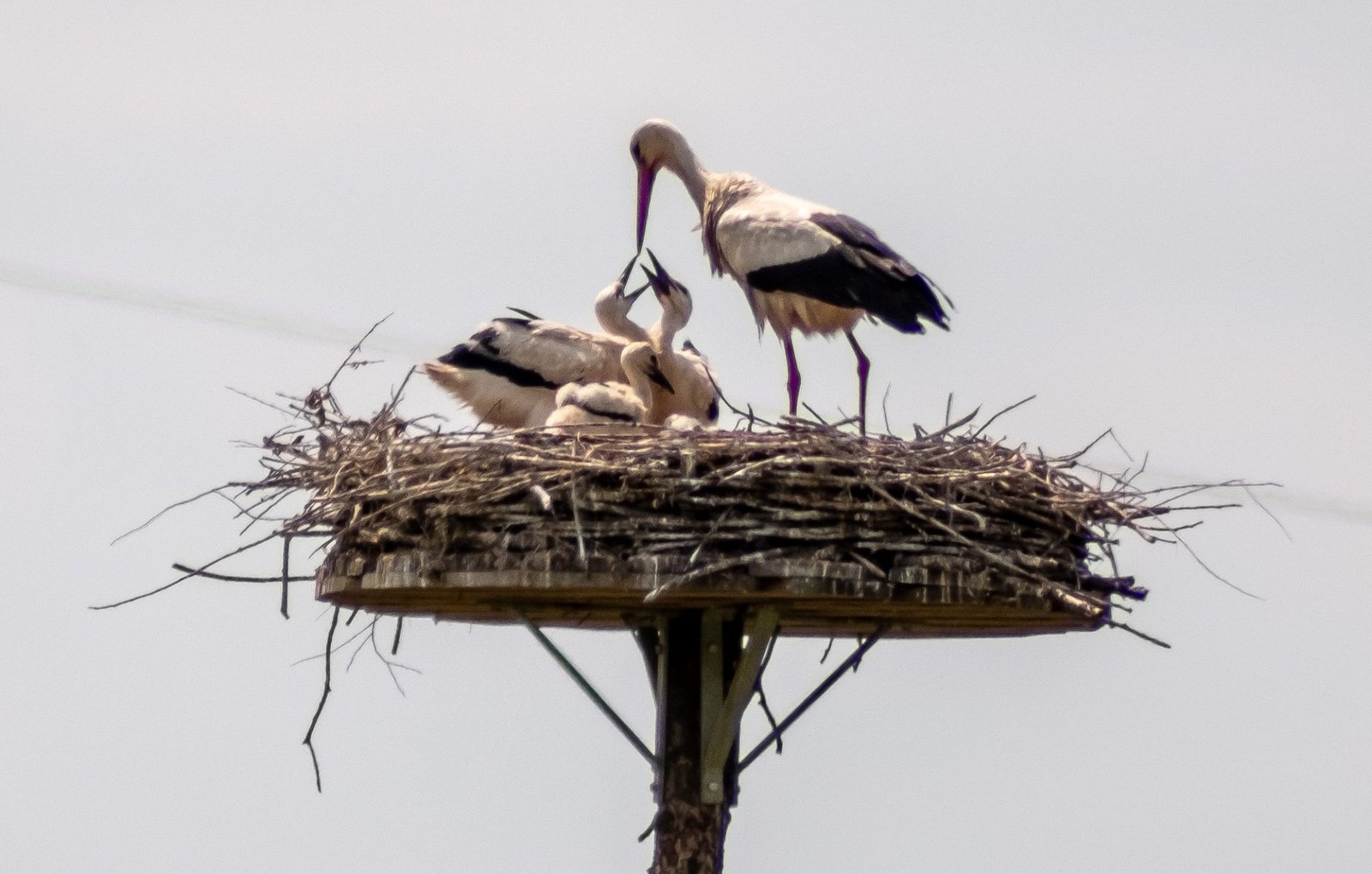 Vier Jungstörche sitzen am 3. Juni 2025 mit einem Elternteil im Nest auf einem Pfahl in den Ruhrwiesen in Bochum-Stiepel - Foto Lutz Leitmann/Stadt Bochum